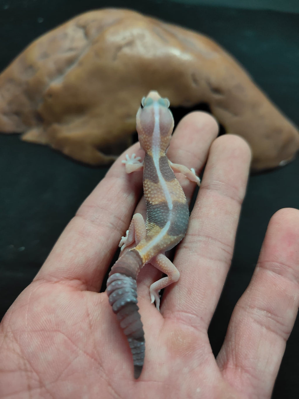African Fat-Tailed Gecko