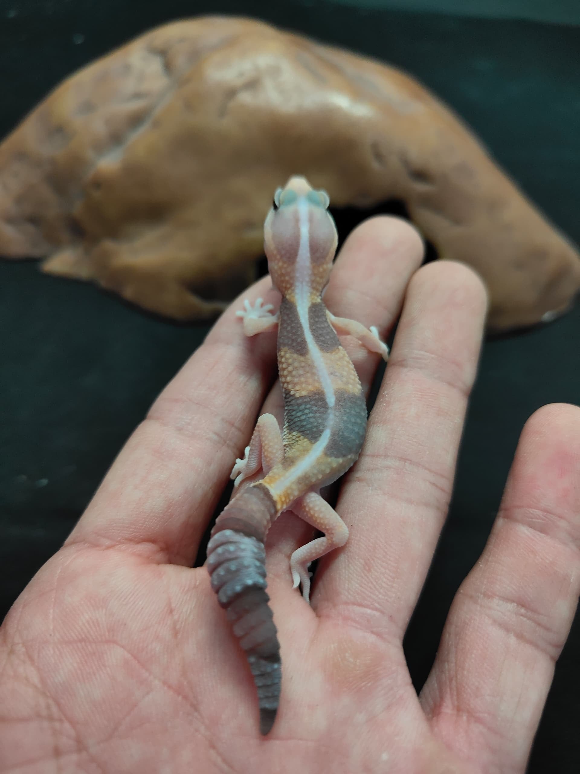 African Fat-Tailed Gecko