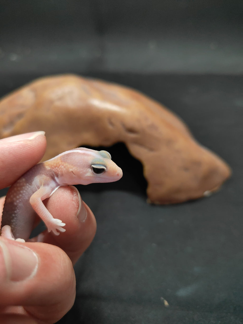 African Fat-Tailed Gecko