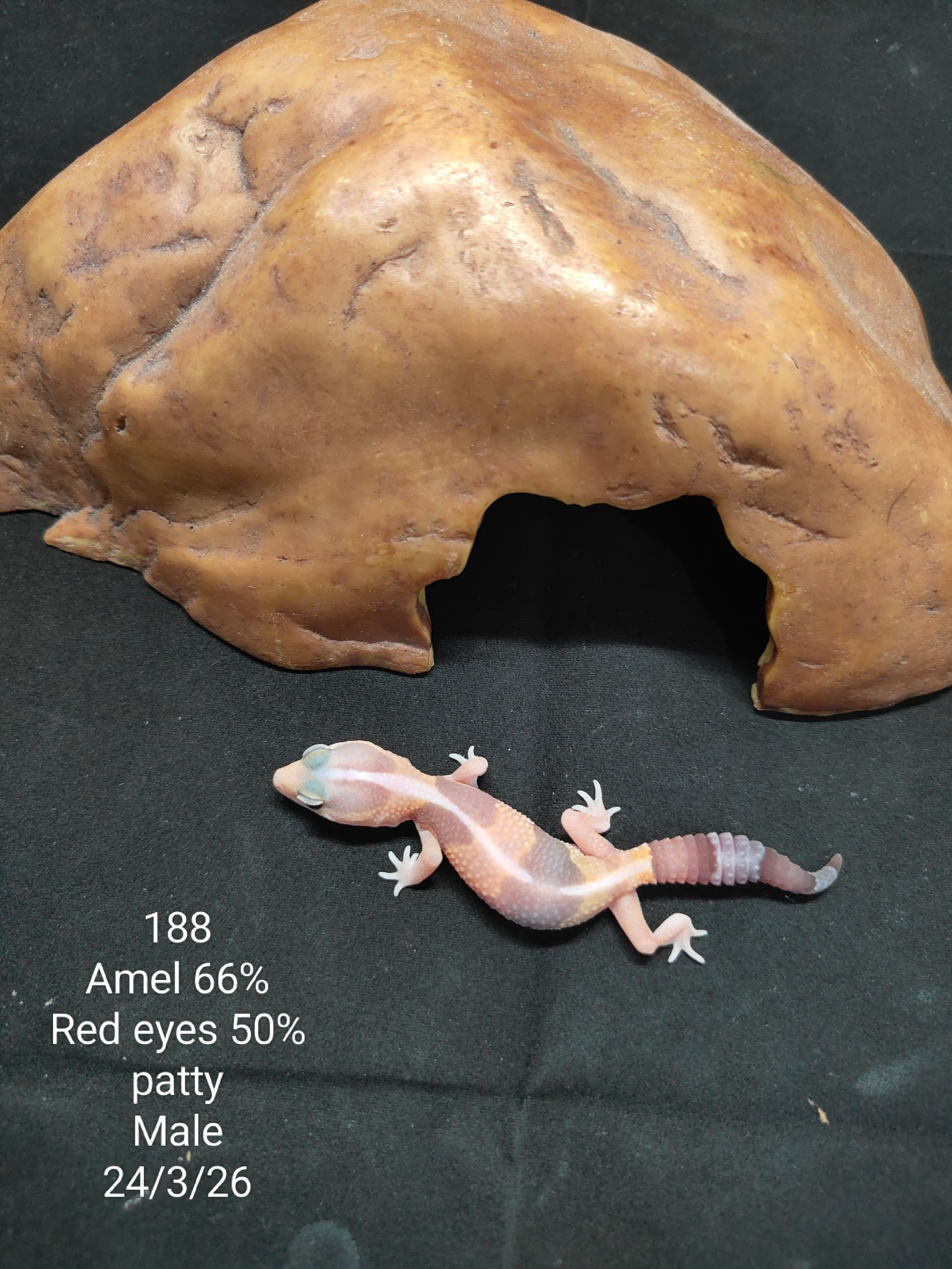 African Fat-Tailed Gecko