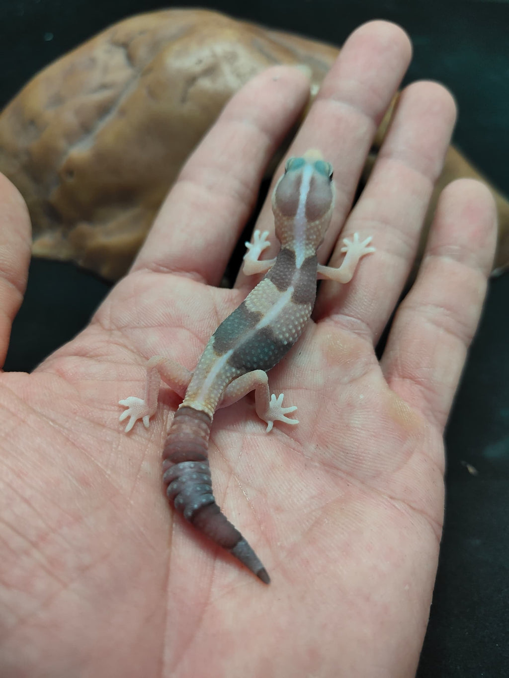 African Fat-Tailed Gecko