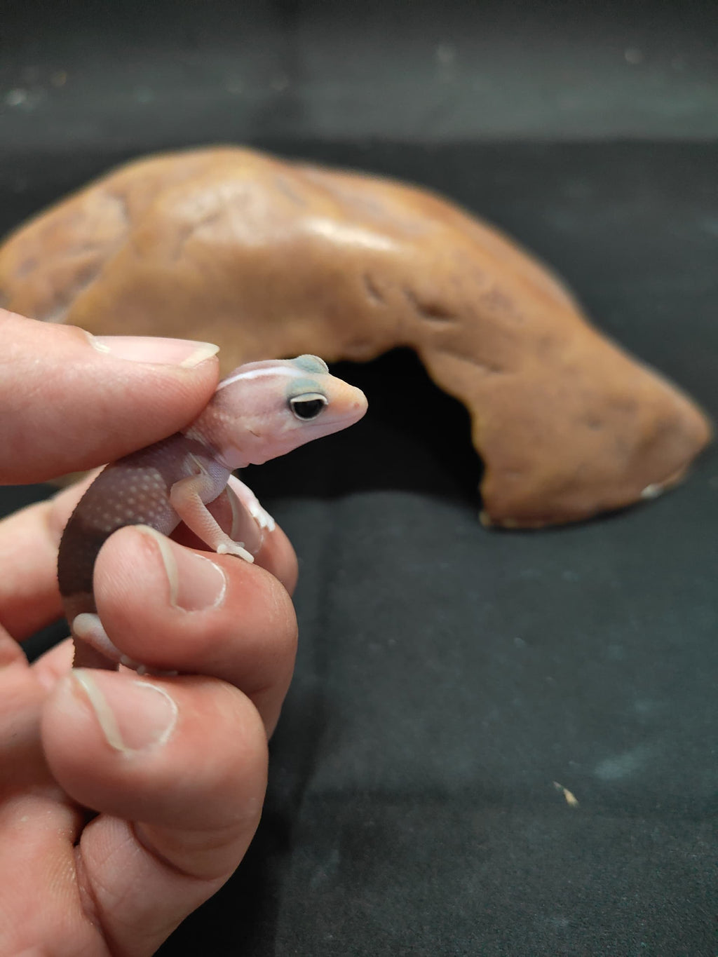 African Fat-Tailed Gecko