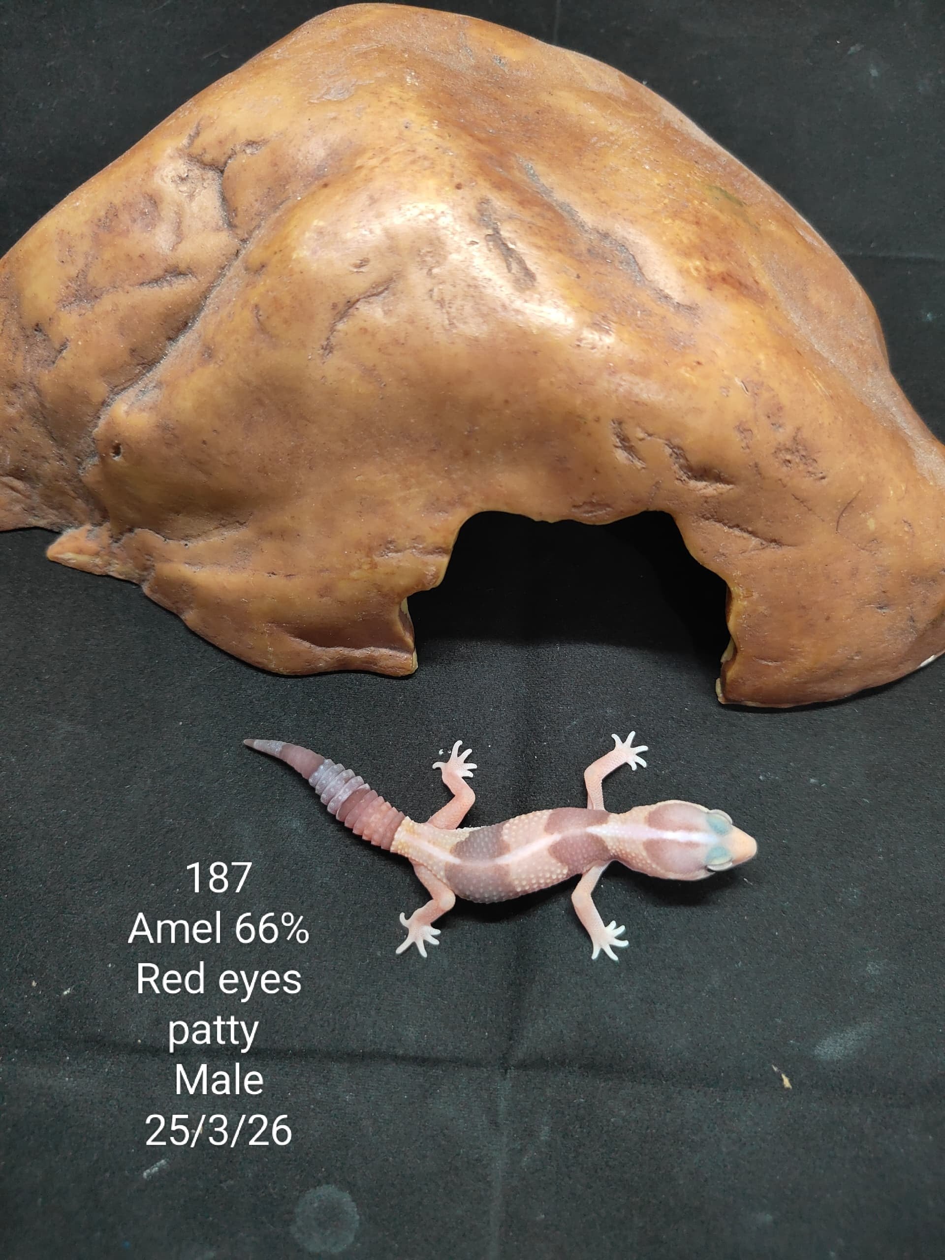 African Fat-Tailed Gecko