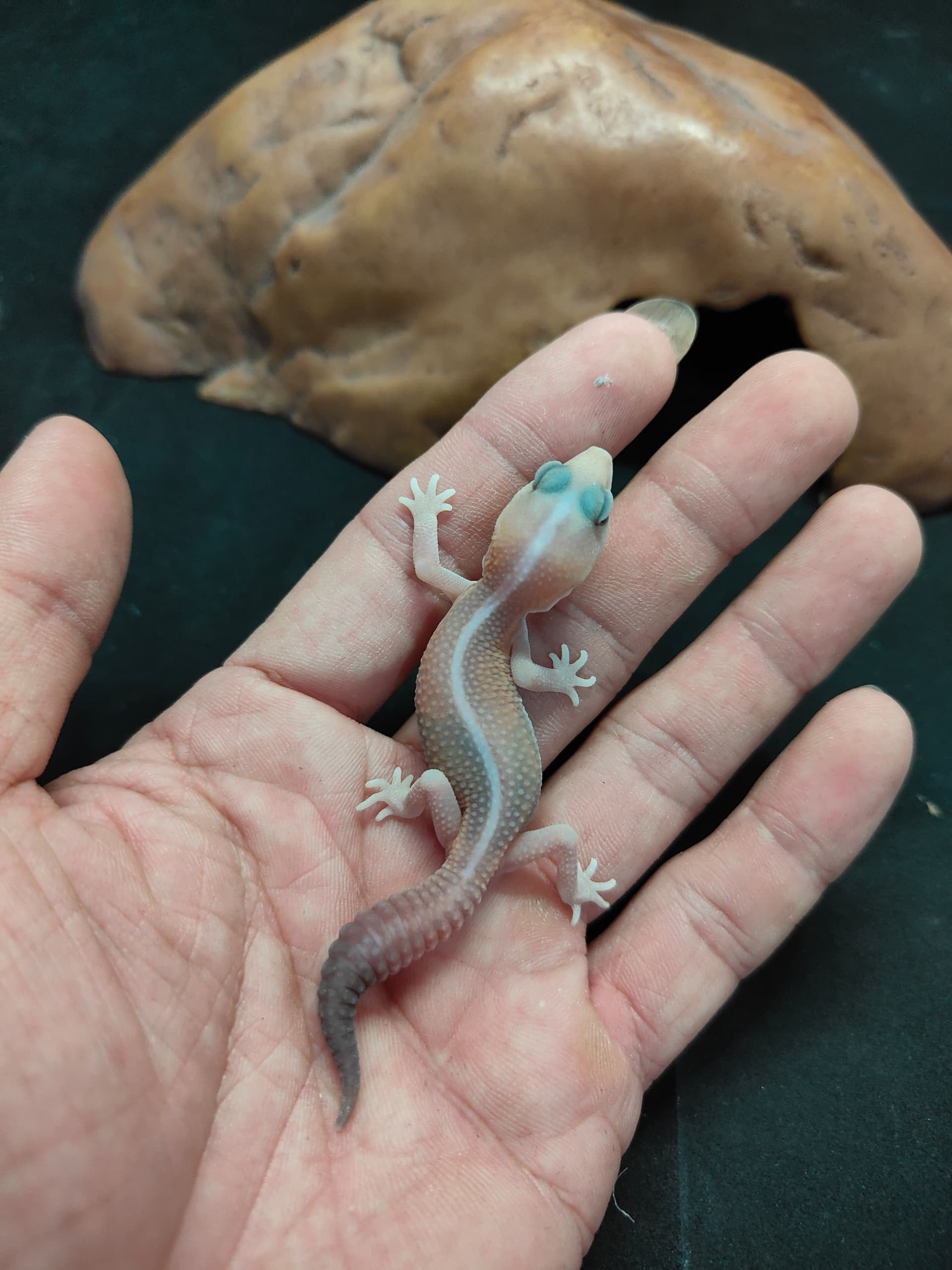 African Fat-Tailed Gecko
