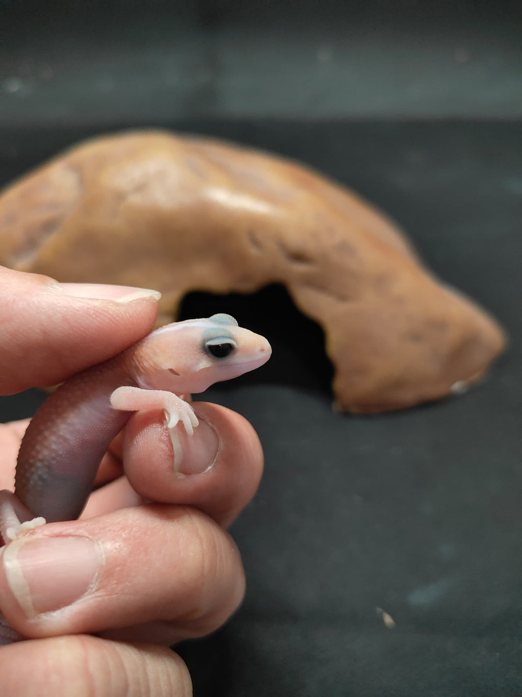 African Fat-Tailed Gecko