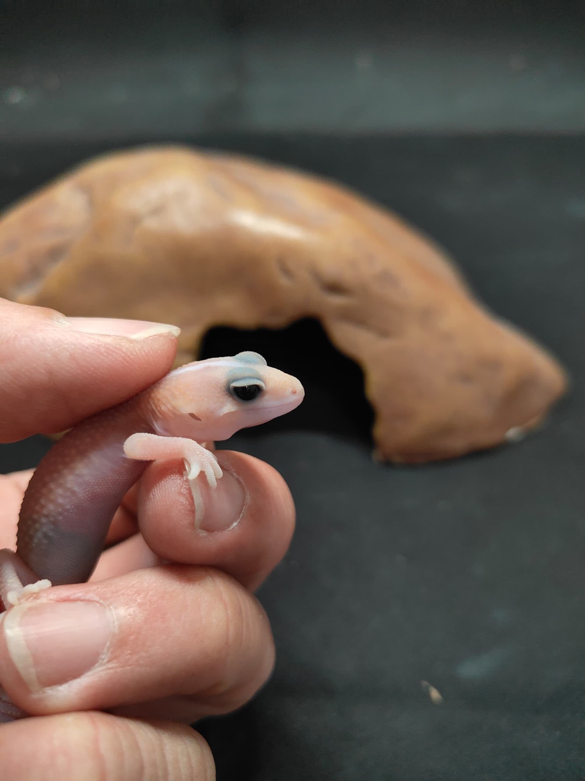 African Fat-Tailed Gecko