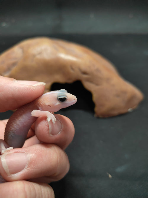 African Fat-Tailed Gecko