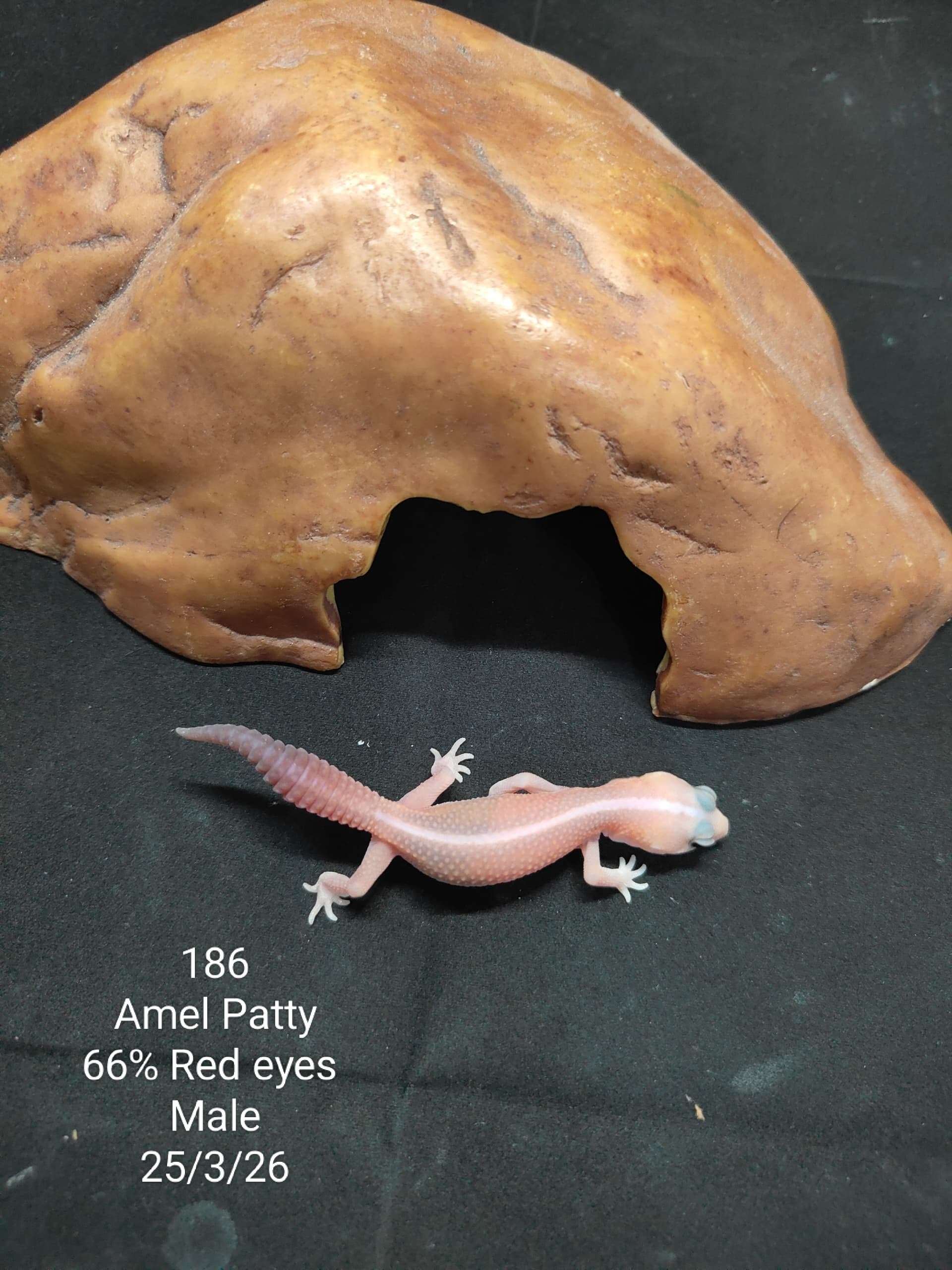 African Fat-Tailed Gecko