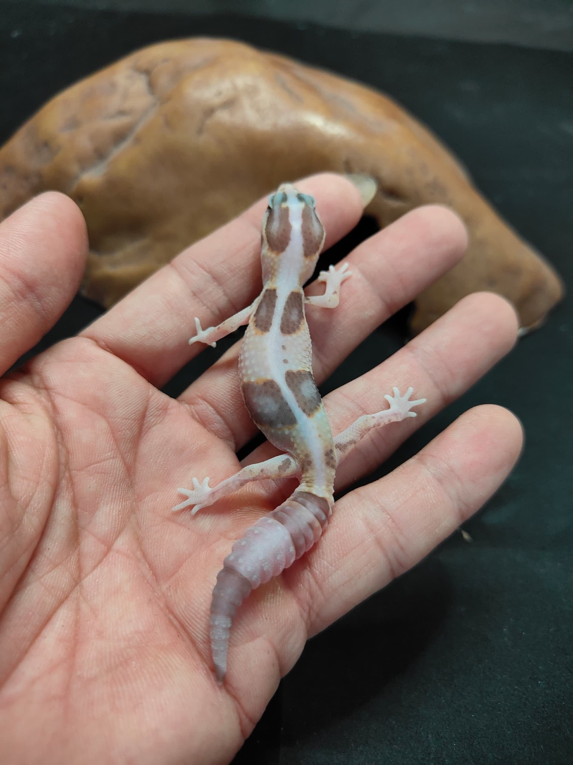 African Fat-Tailed Gecko