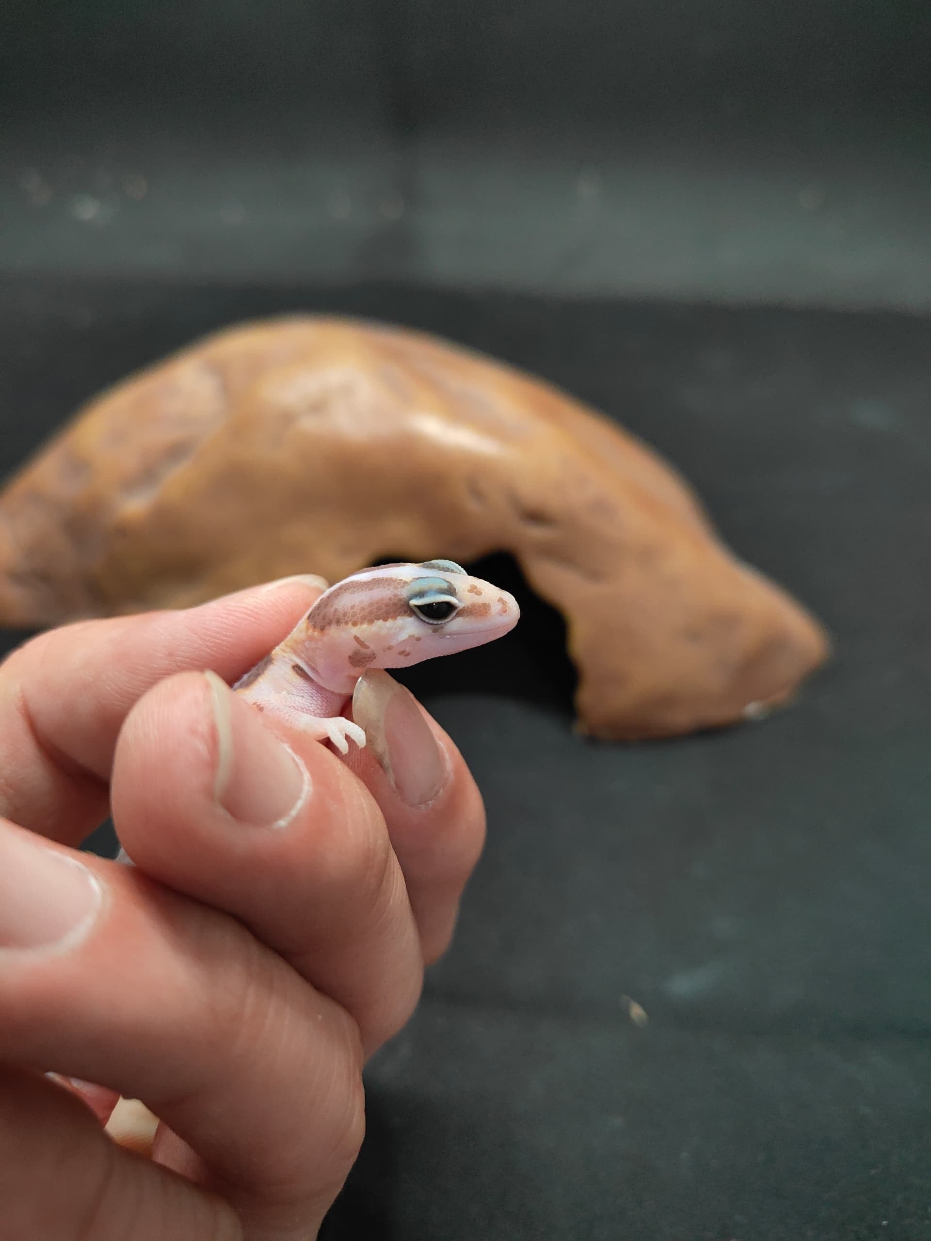 African Fat-Tailed Gecko