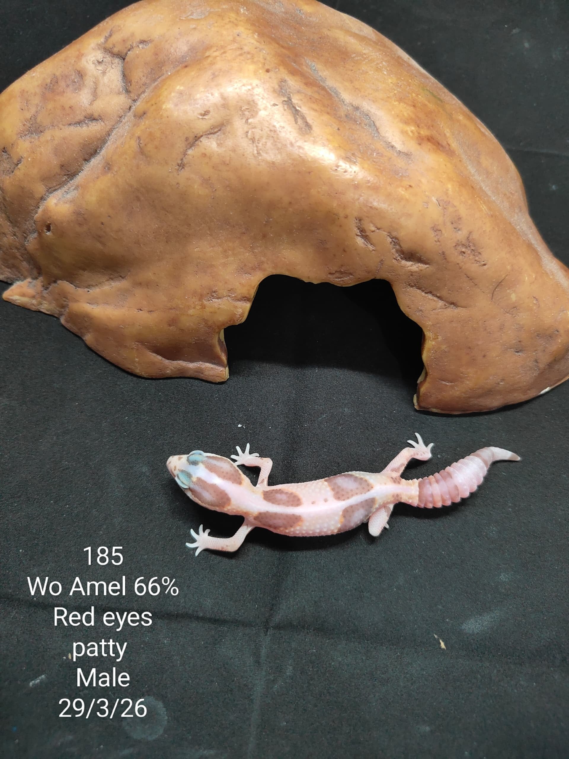 African Fat-Tailed Gecko