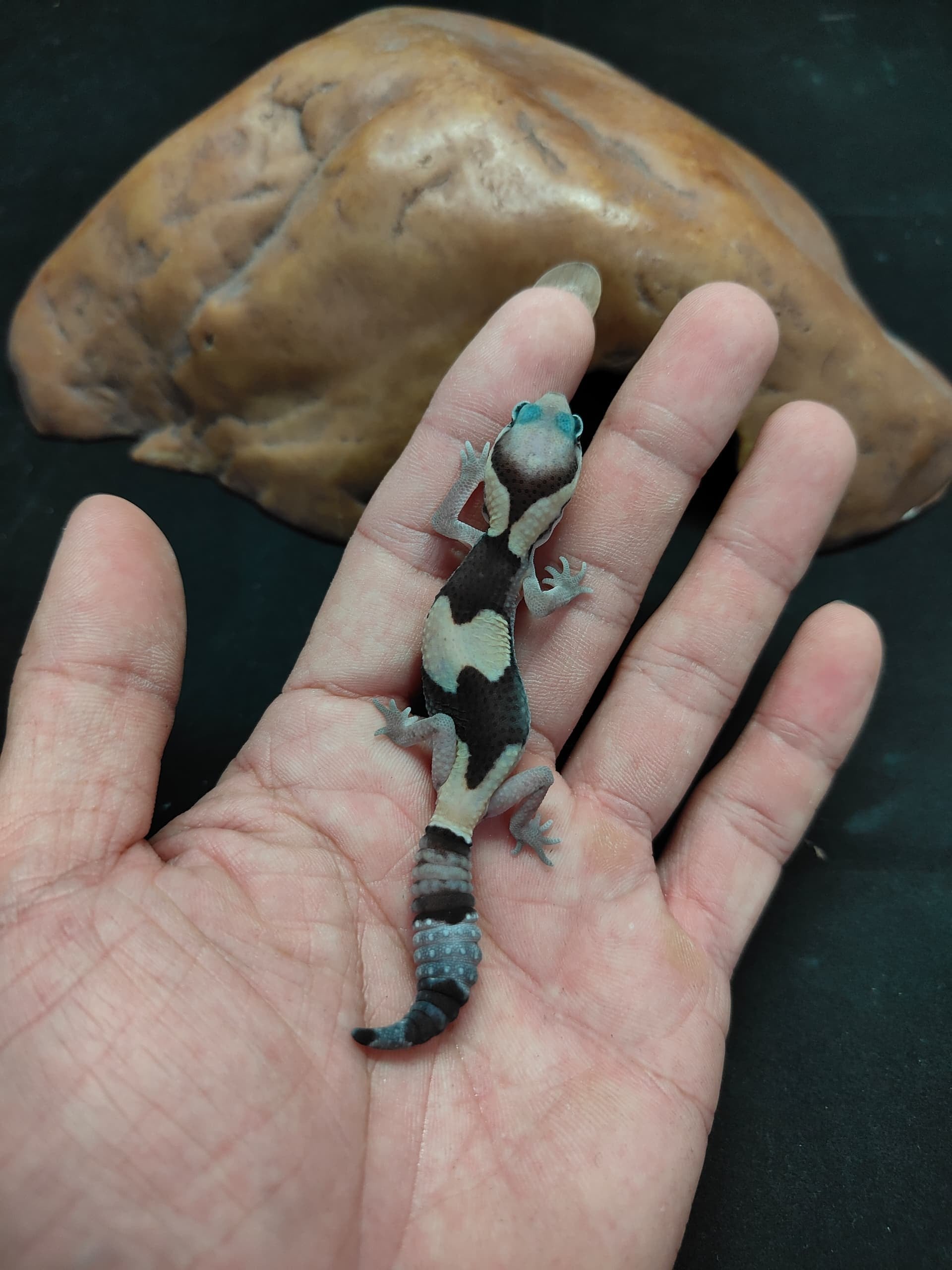 African Fat-Tailed Gecko