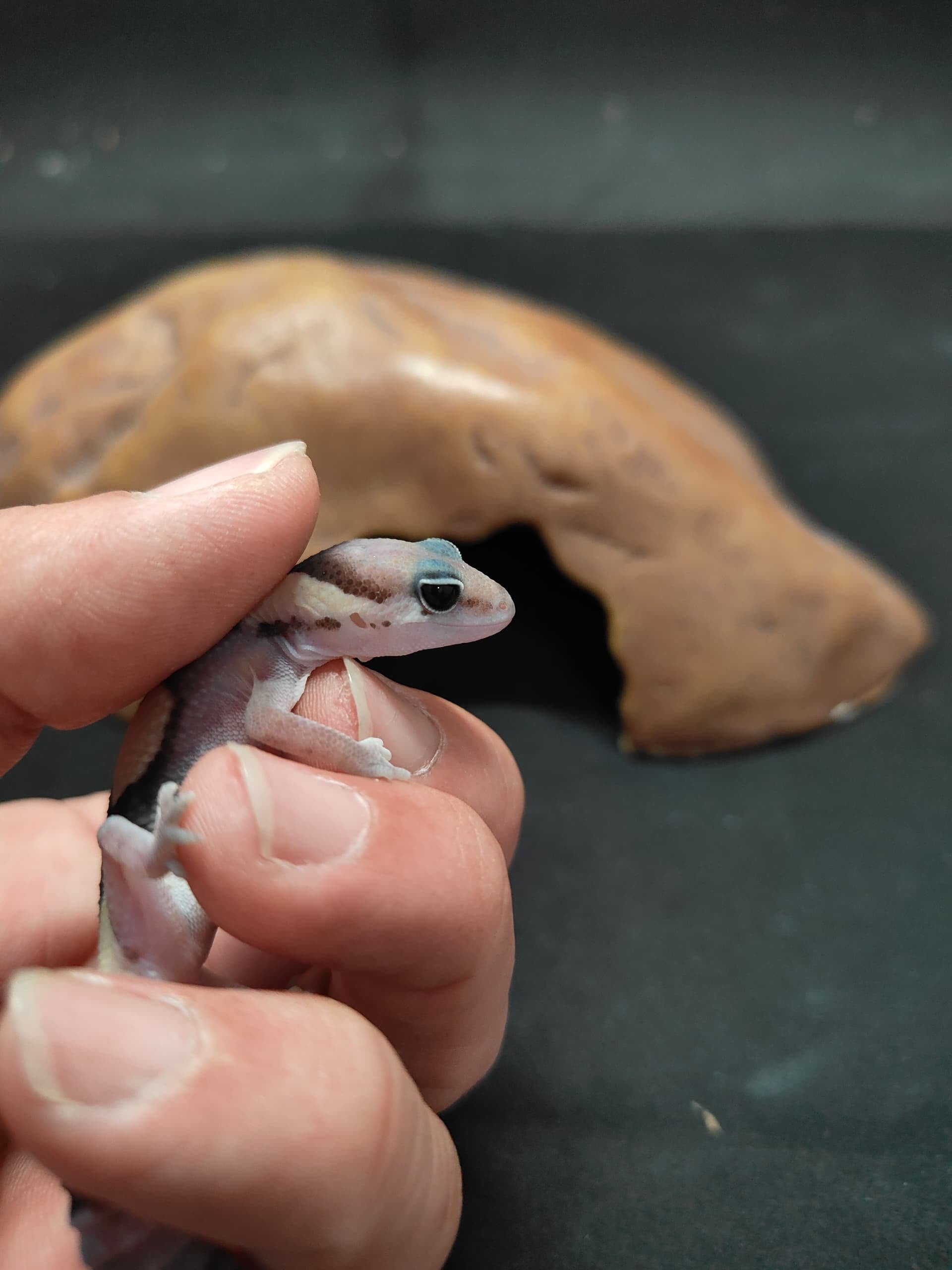 African Fat-Tailed Gecko