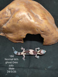 African Fat-Tailed Gecko