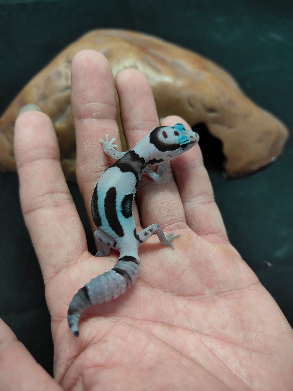 African Fat-Tailed Gecko