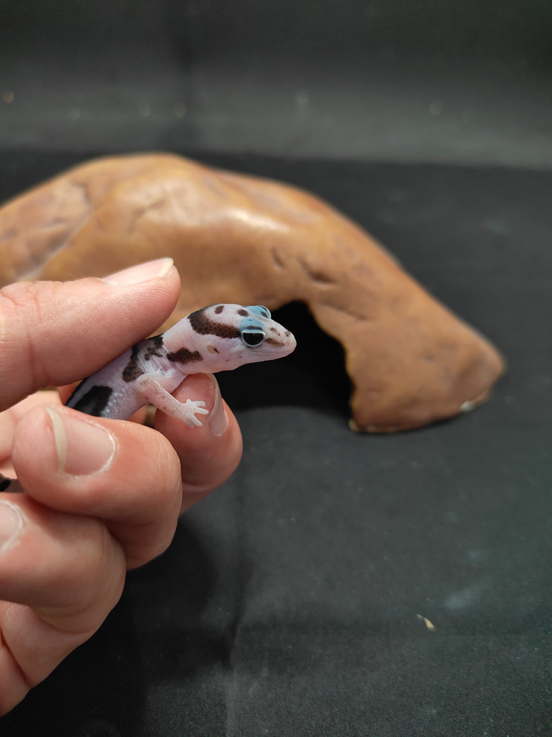 African Fat-Tailed Gecko