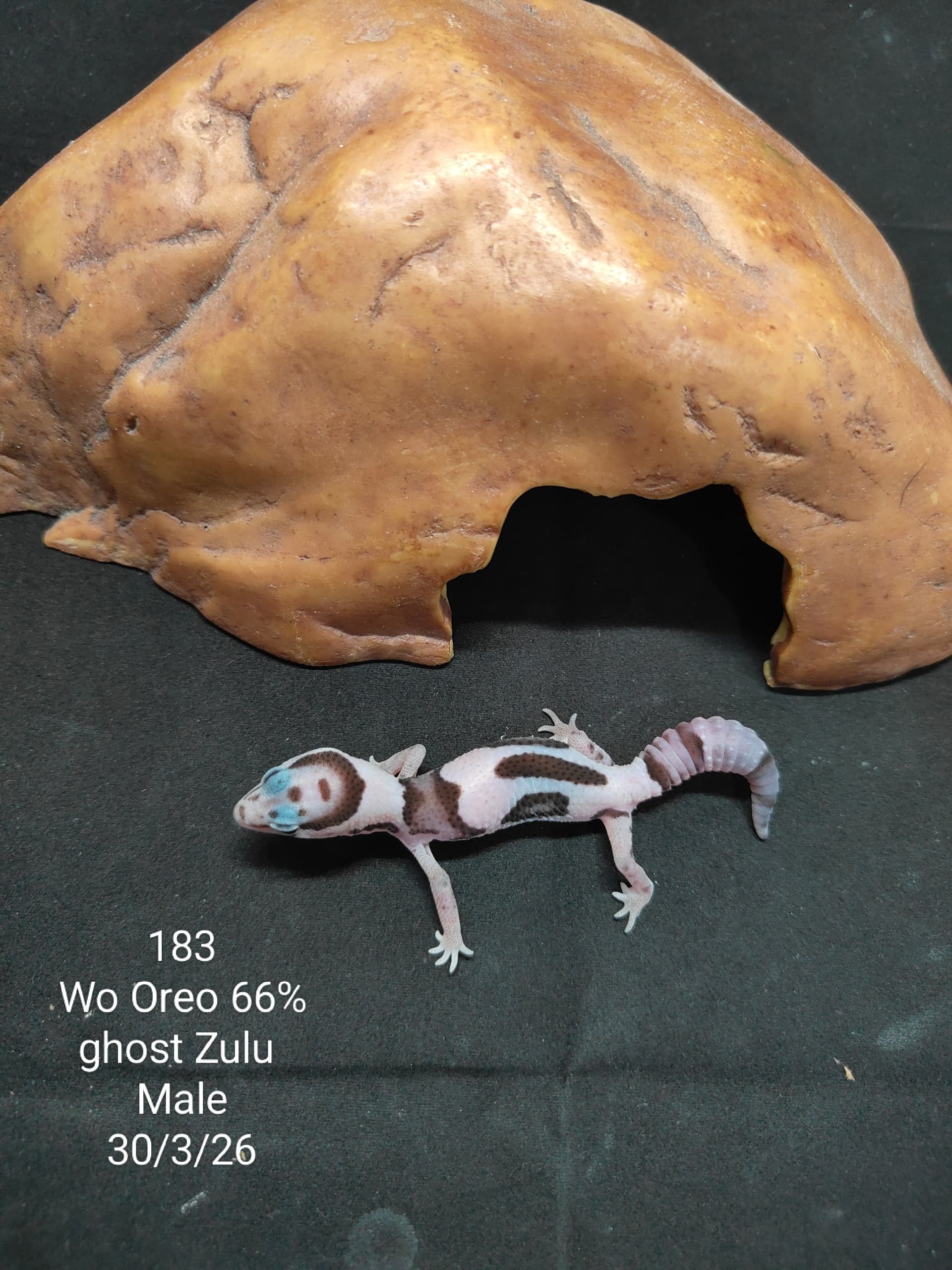 African Fat-Tailed Gecko