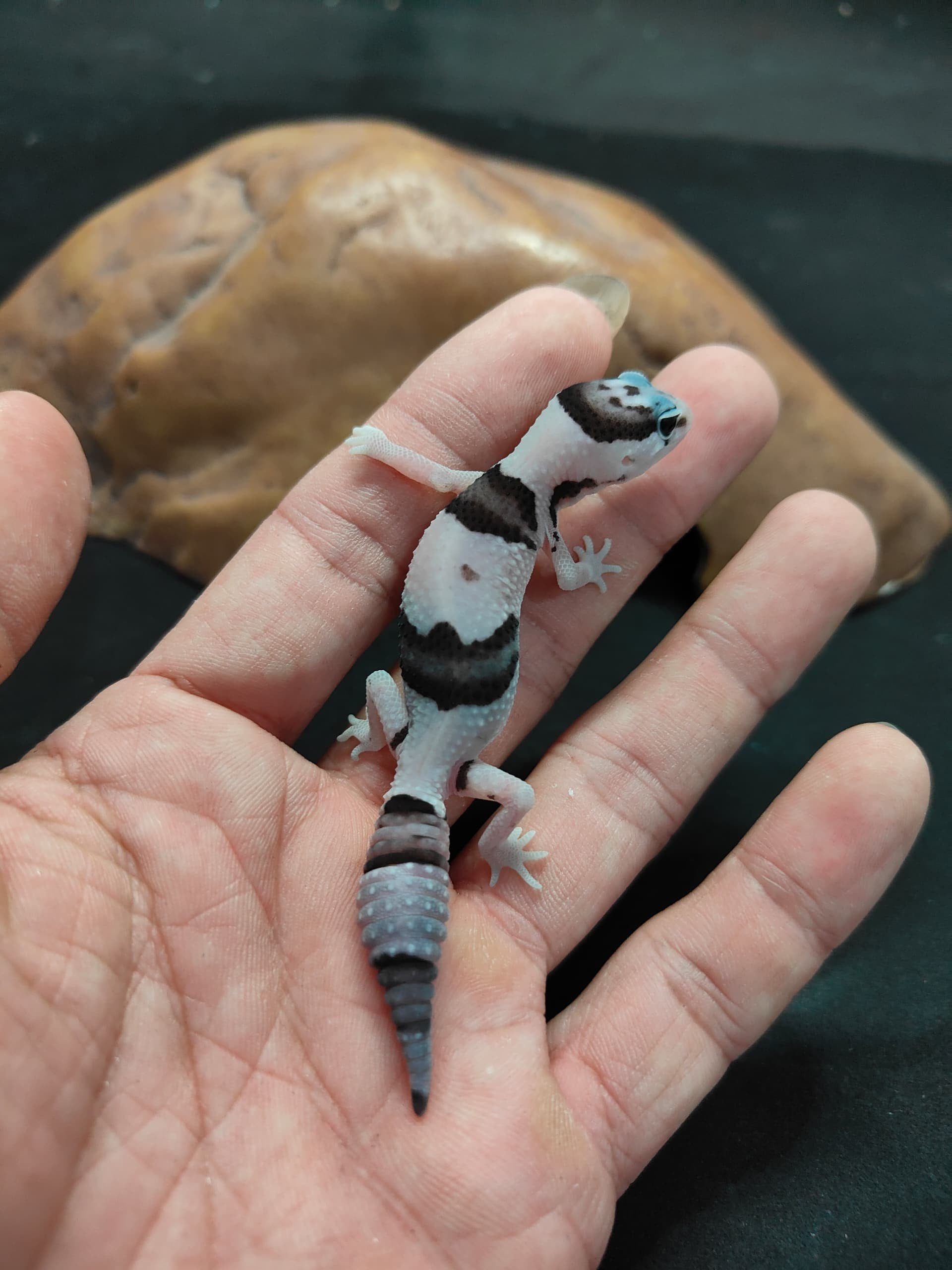 African Fat-Tailed Gecko