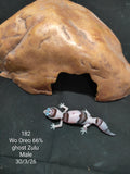 African Fat-Tailed Gecko