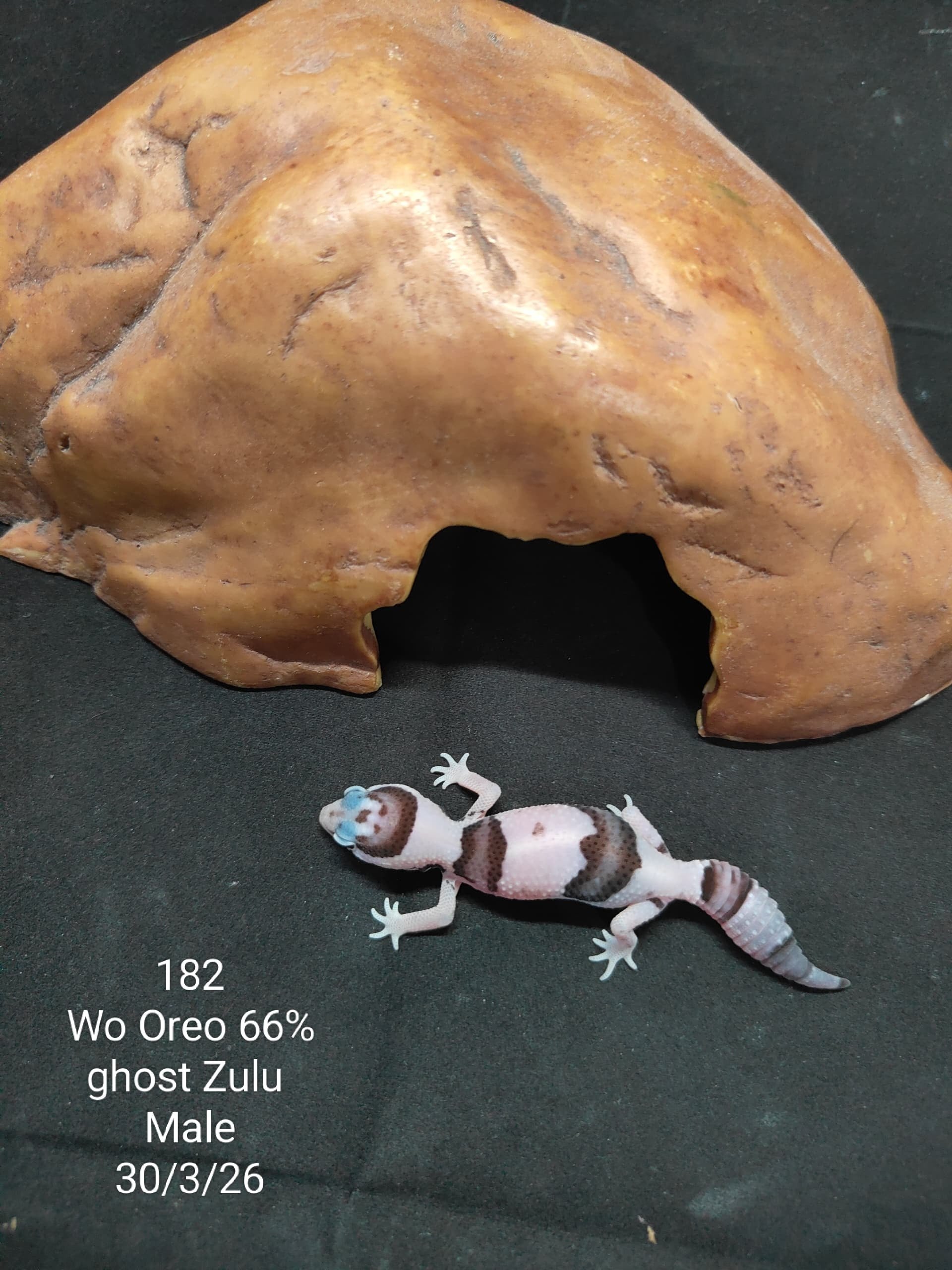 African Fat-Tailed Gecko