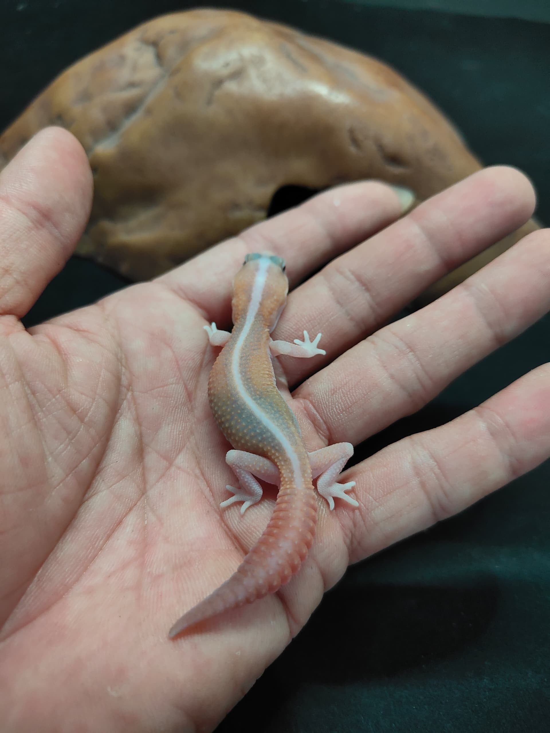 African Fat-Tailed Gecko