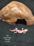 African Fat-Tailed Gecko