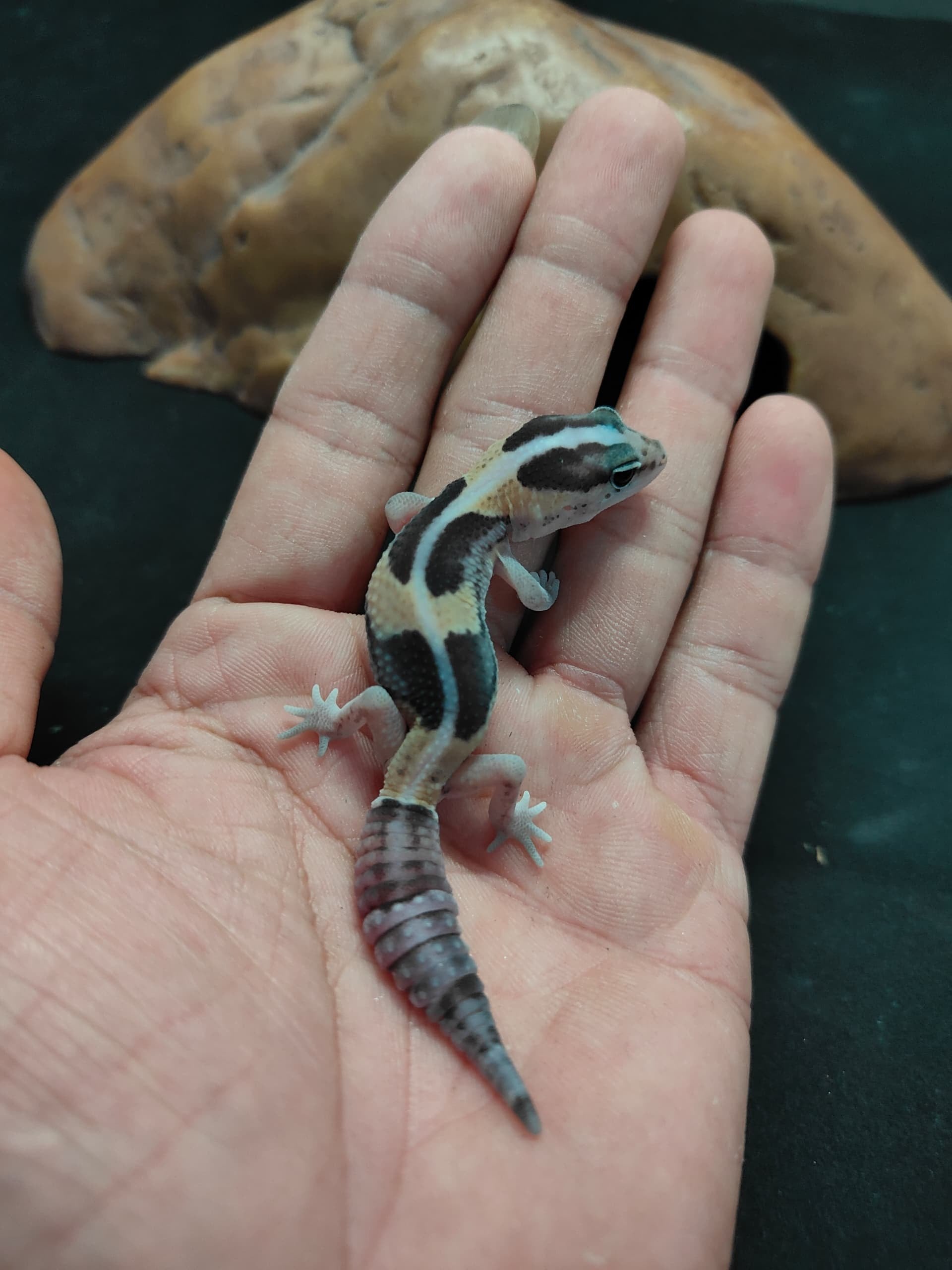 African Fat-Tailed Gecko