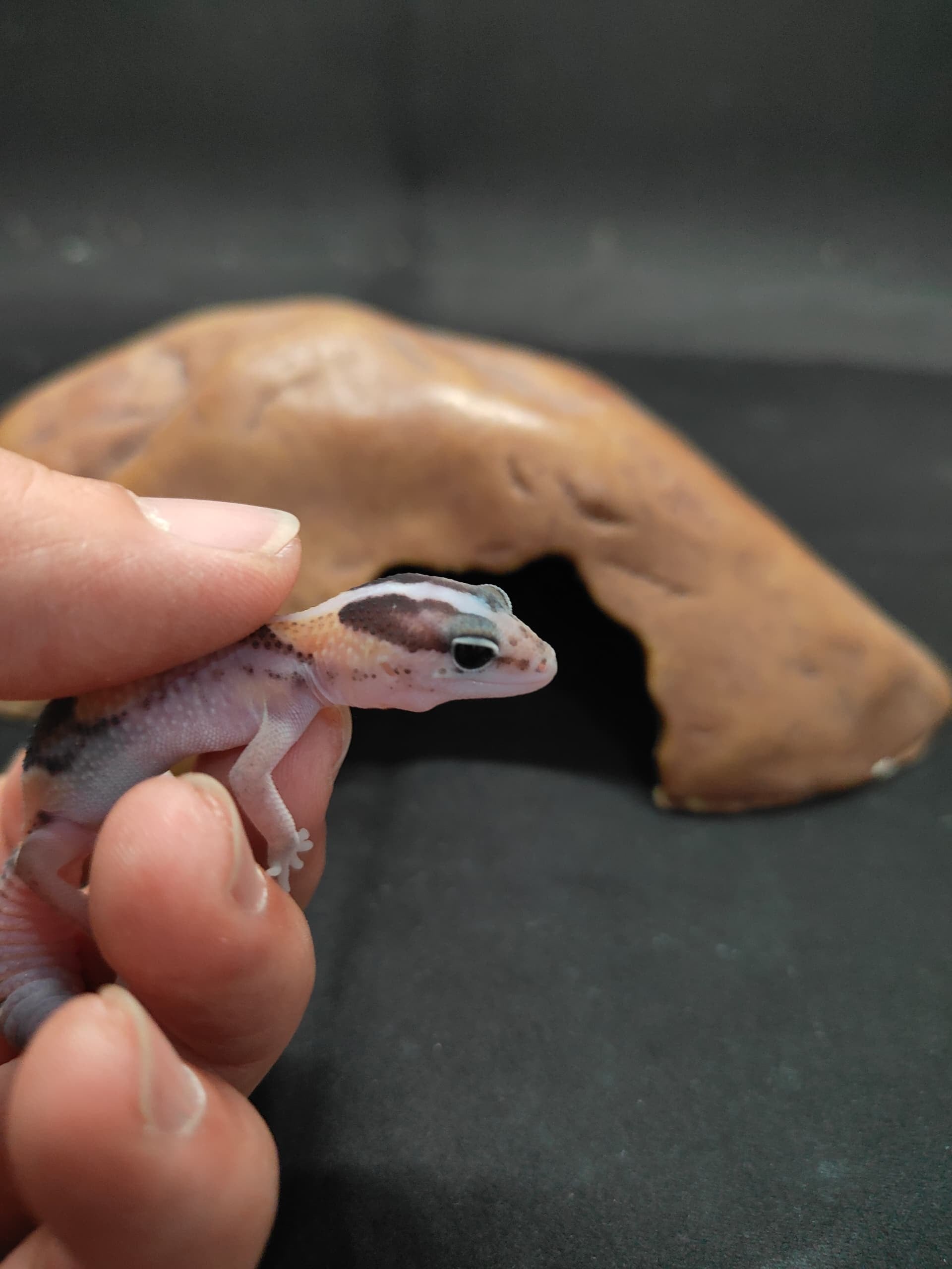 African Fat-Tailed Gecko