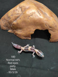 African Fat-Tailed Gecko