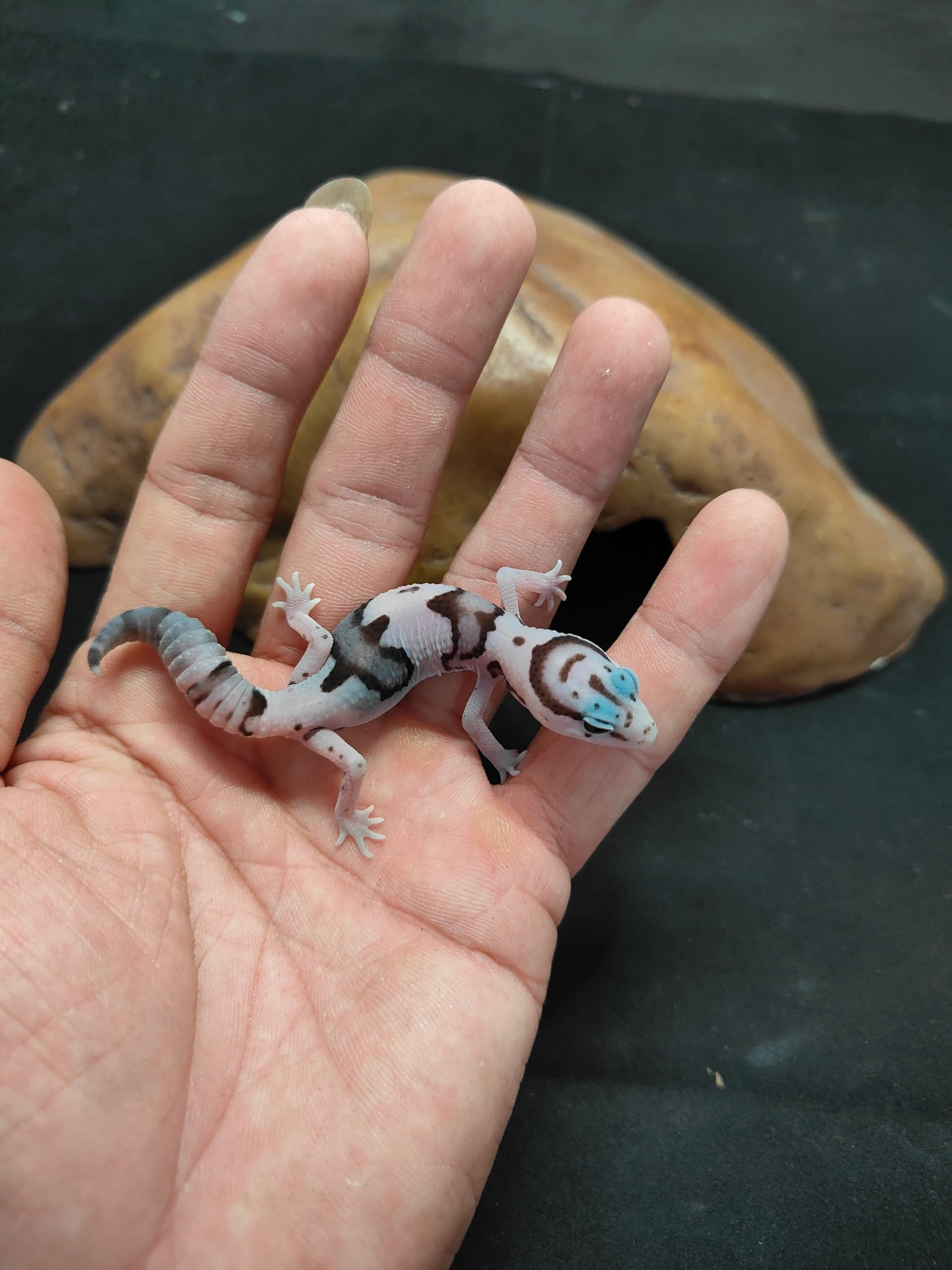 African Fat-Tailed Gecko
