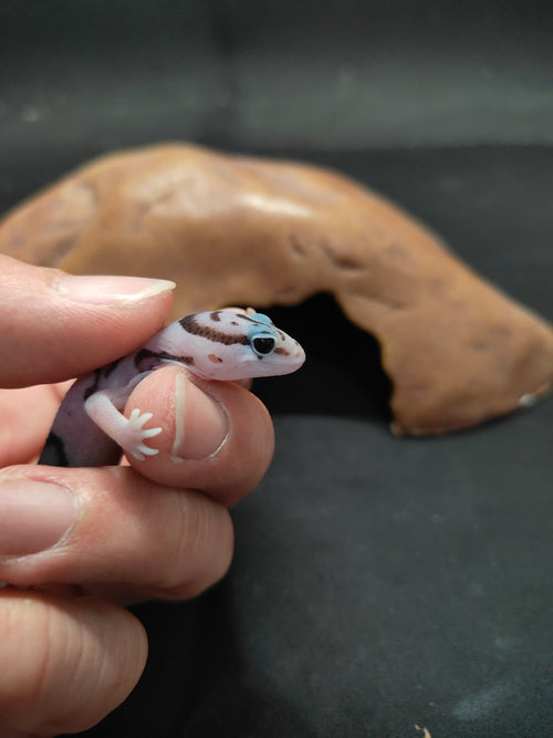 African Fat-Tailed Gecko