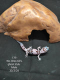 African Fat-Tailed Gecko