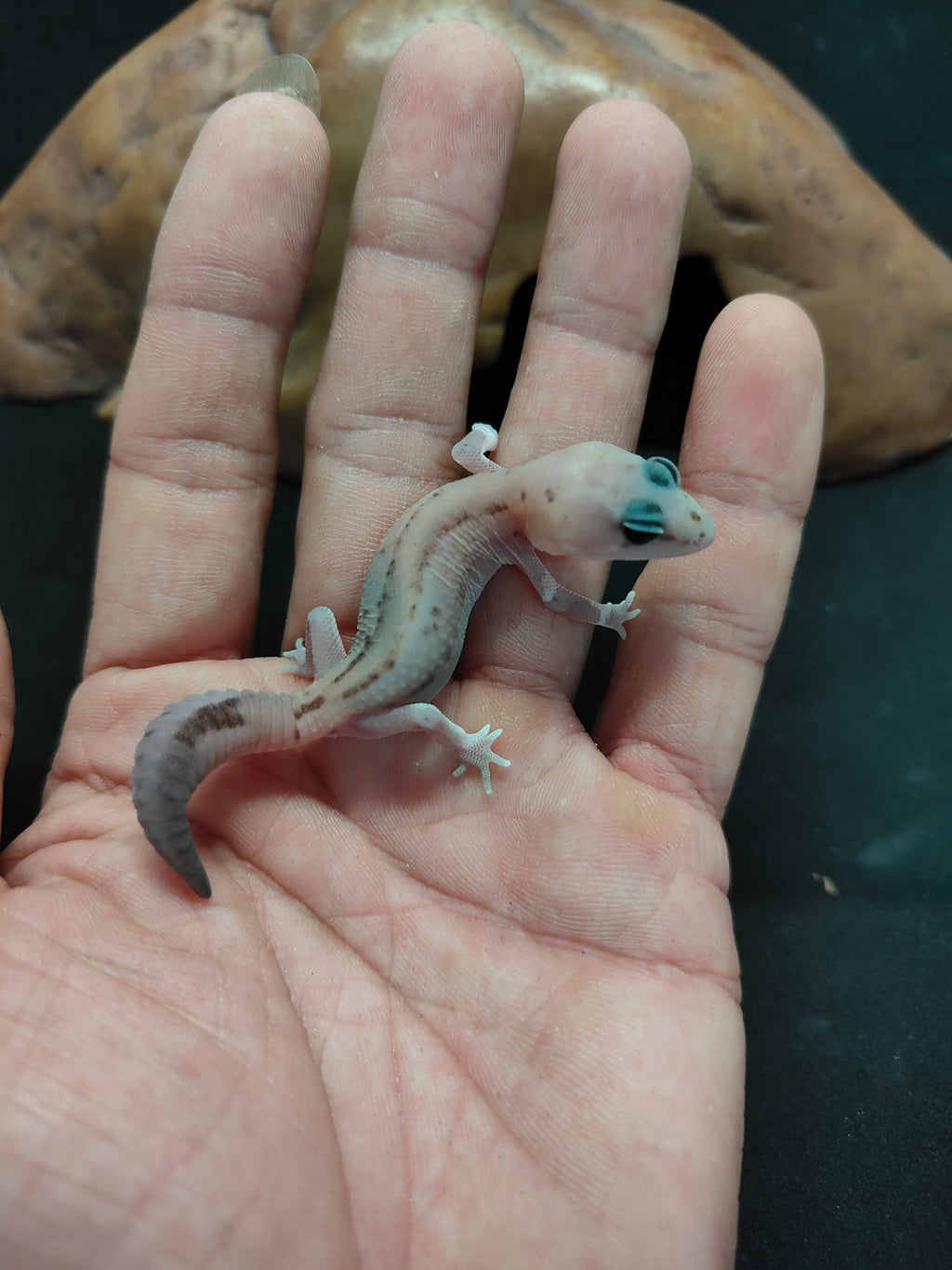 African Fat-Tailed Gecko