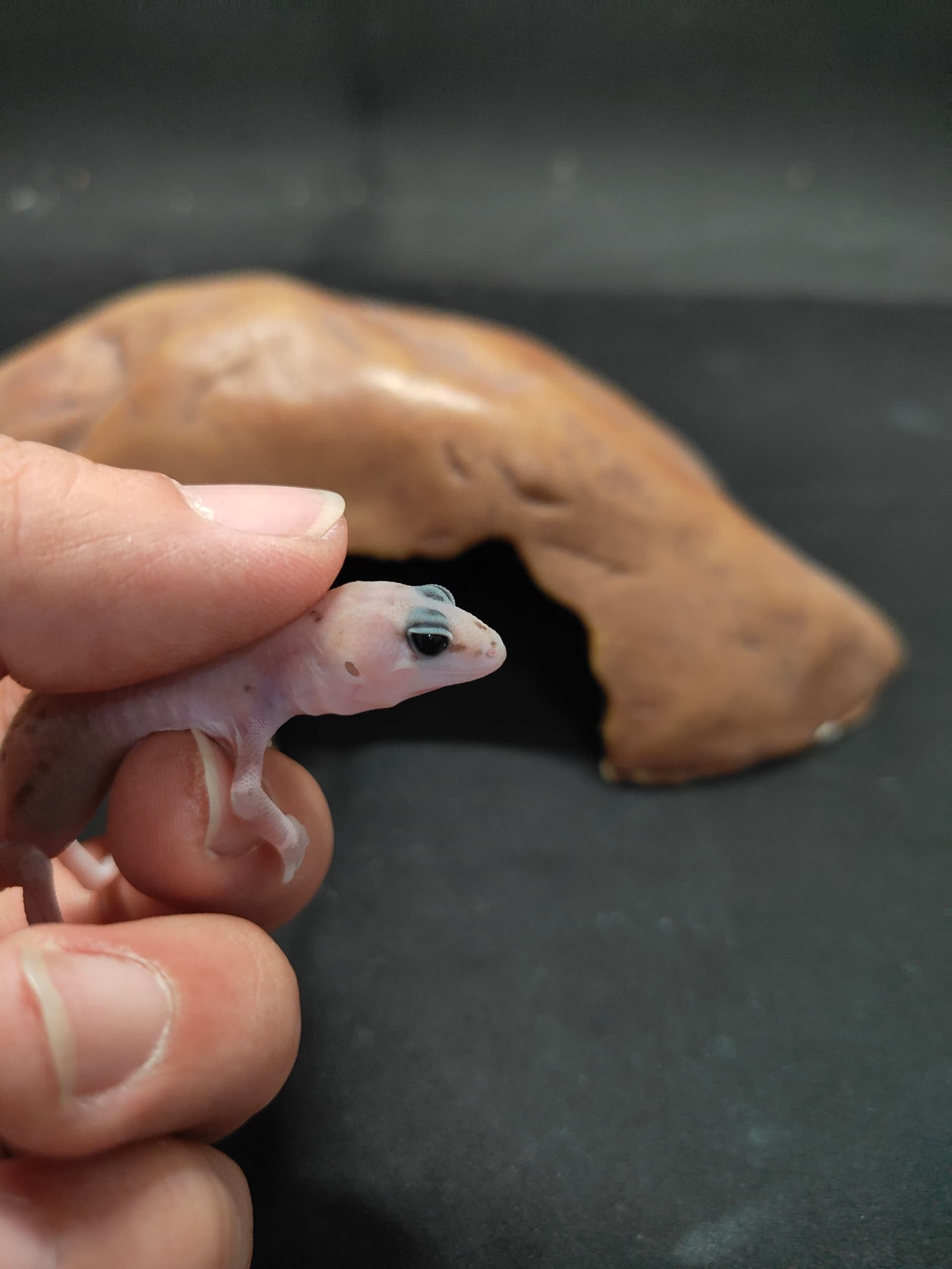 African Fat-Tailed Gecko
