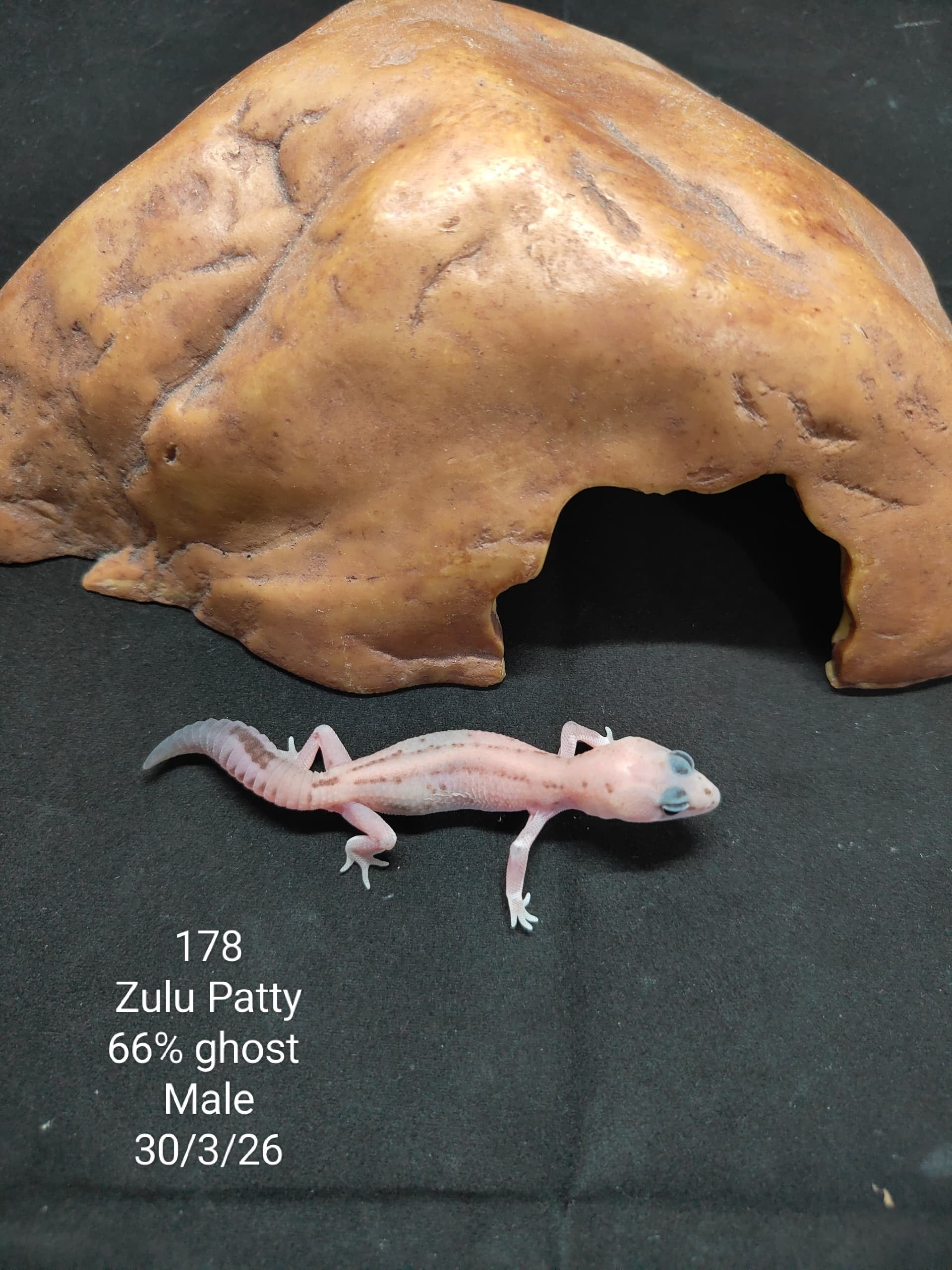 African Fat-Tailed Gecko