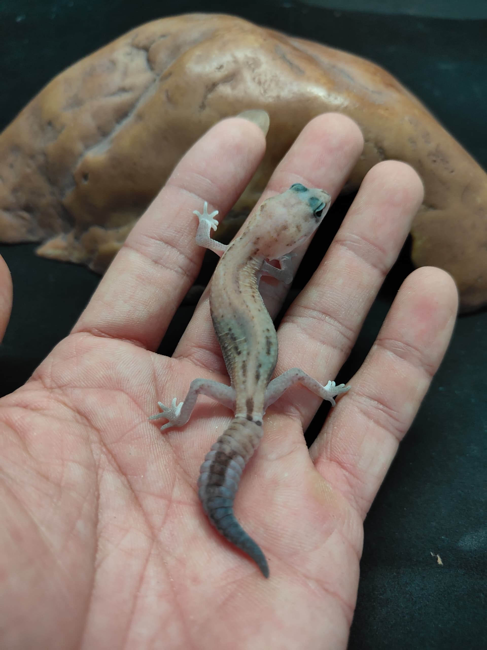African Fat-Tailed Gecko