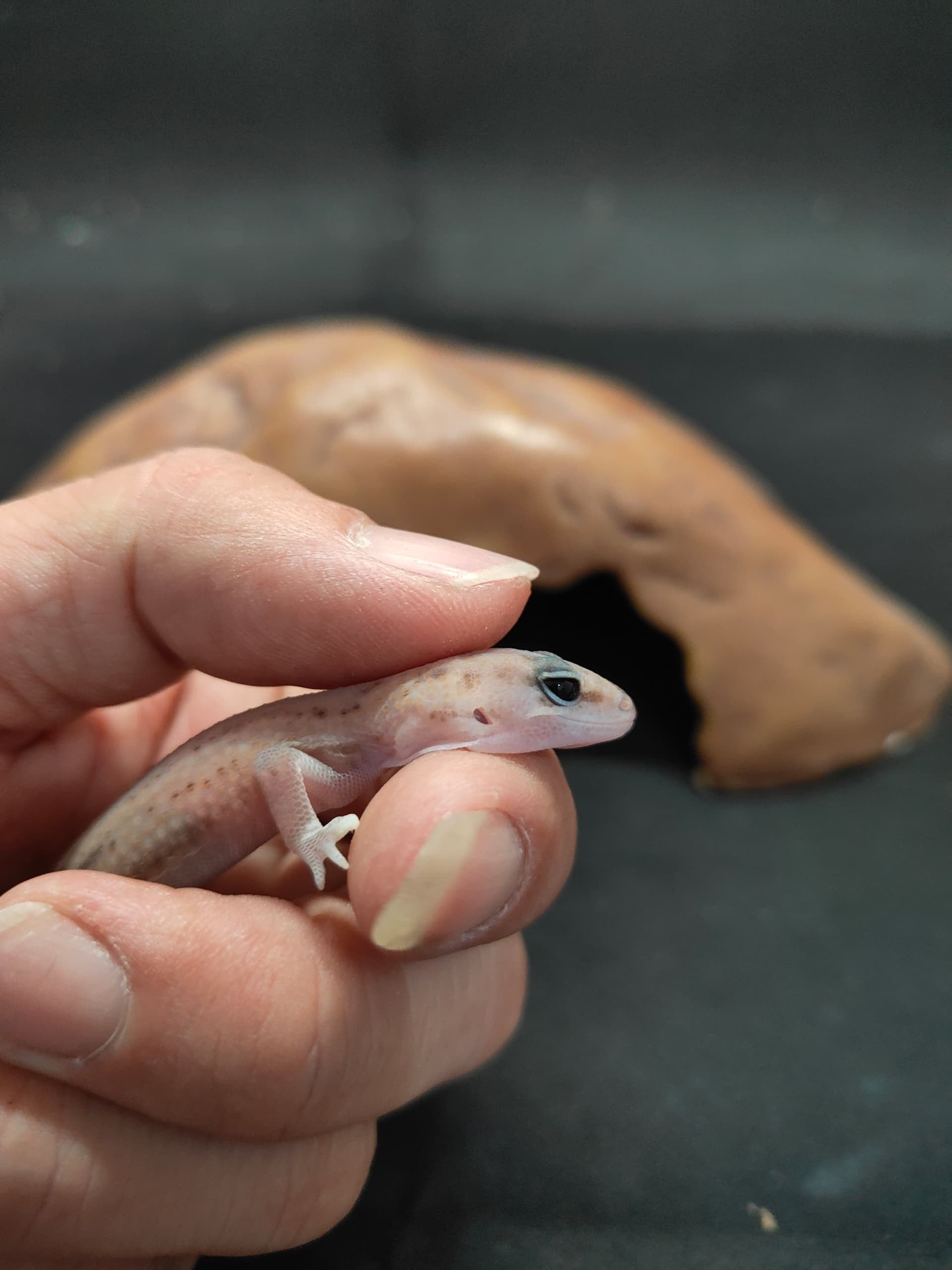 African Fat-Tailed Gecko