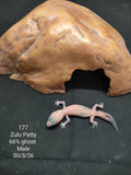 African Fat-Tailed Gecko