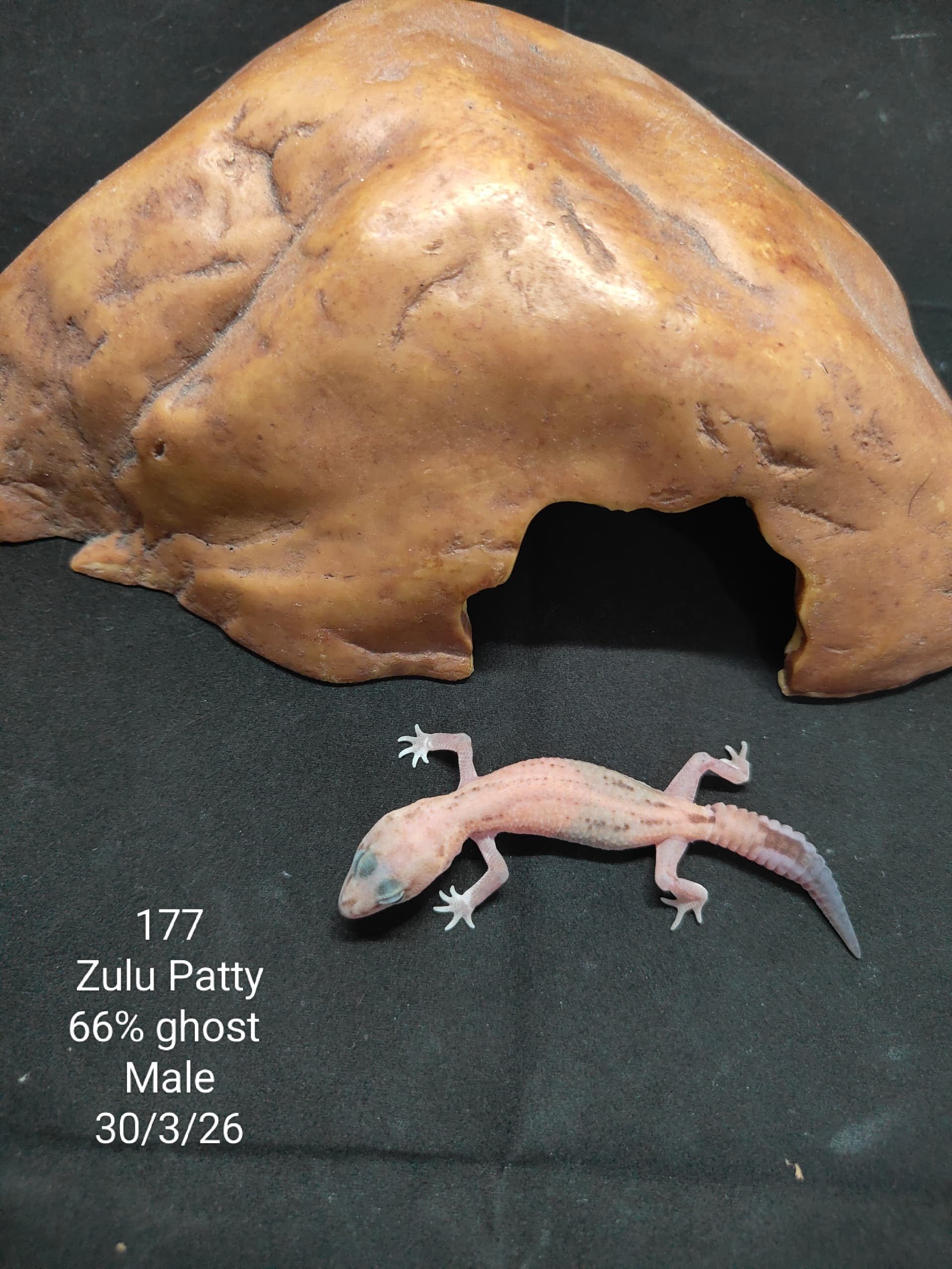 African Fat-Tailed Gecko