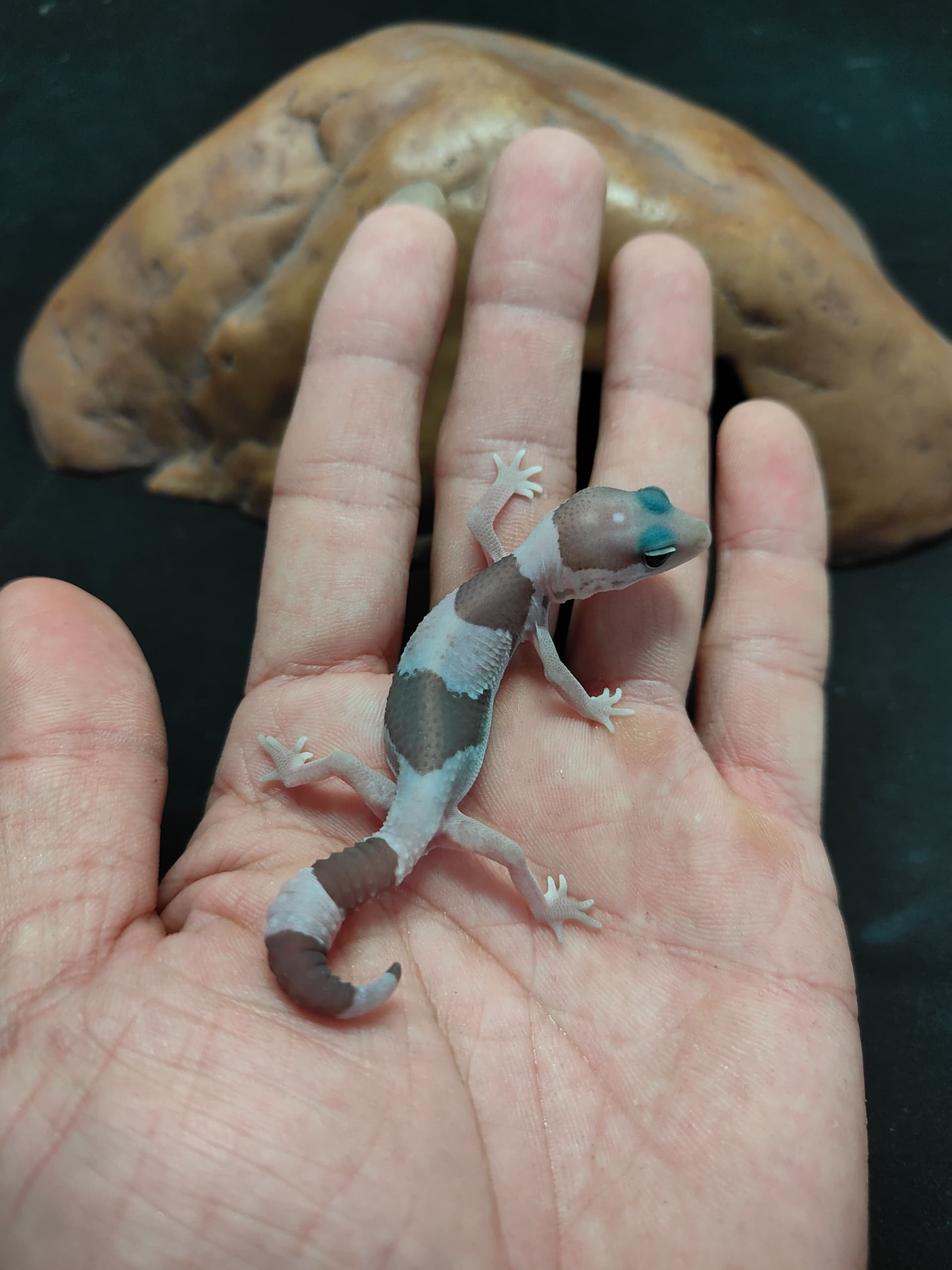African Fat-Tailed Gecko