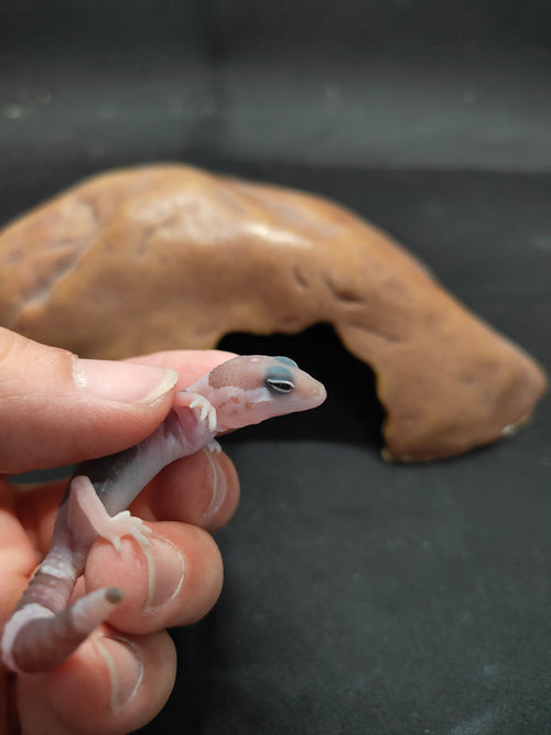 African Fat-Tailed Gecko