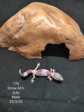 African Fat-Tailed Gecko