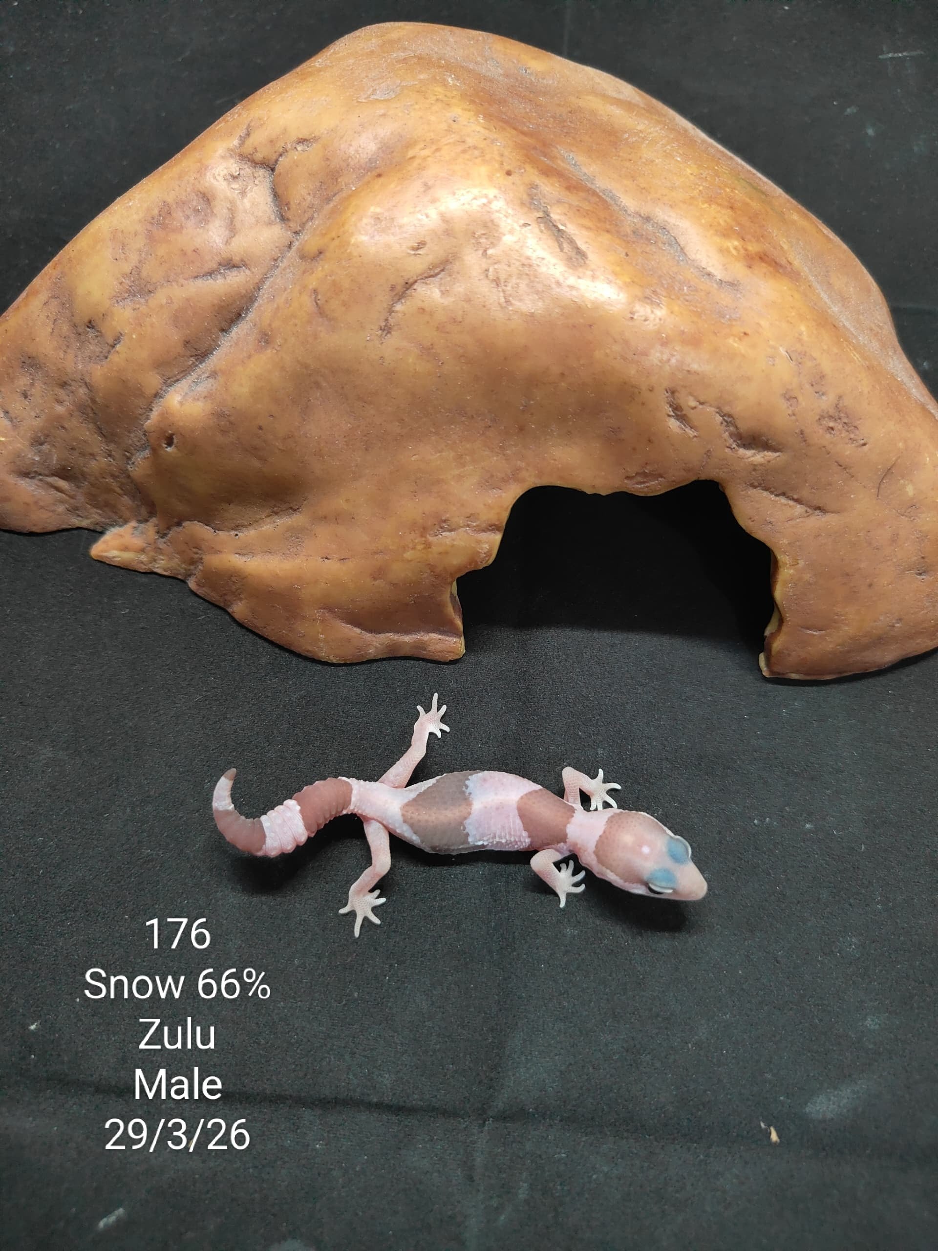 African Fat-Tailed Gecko