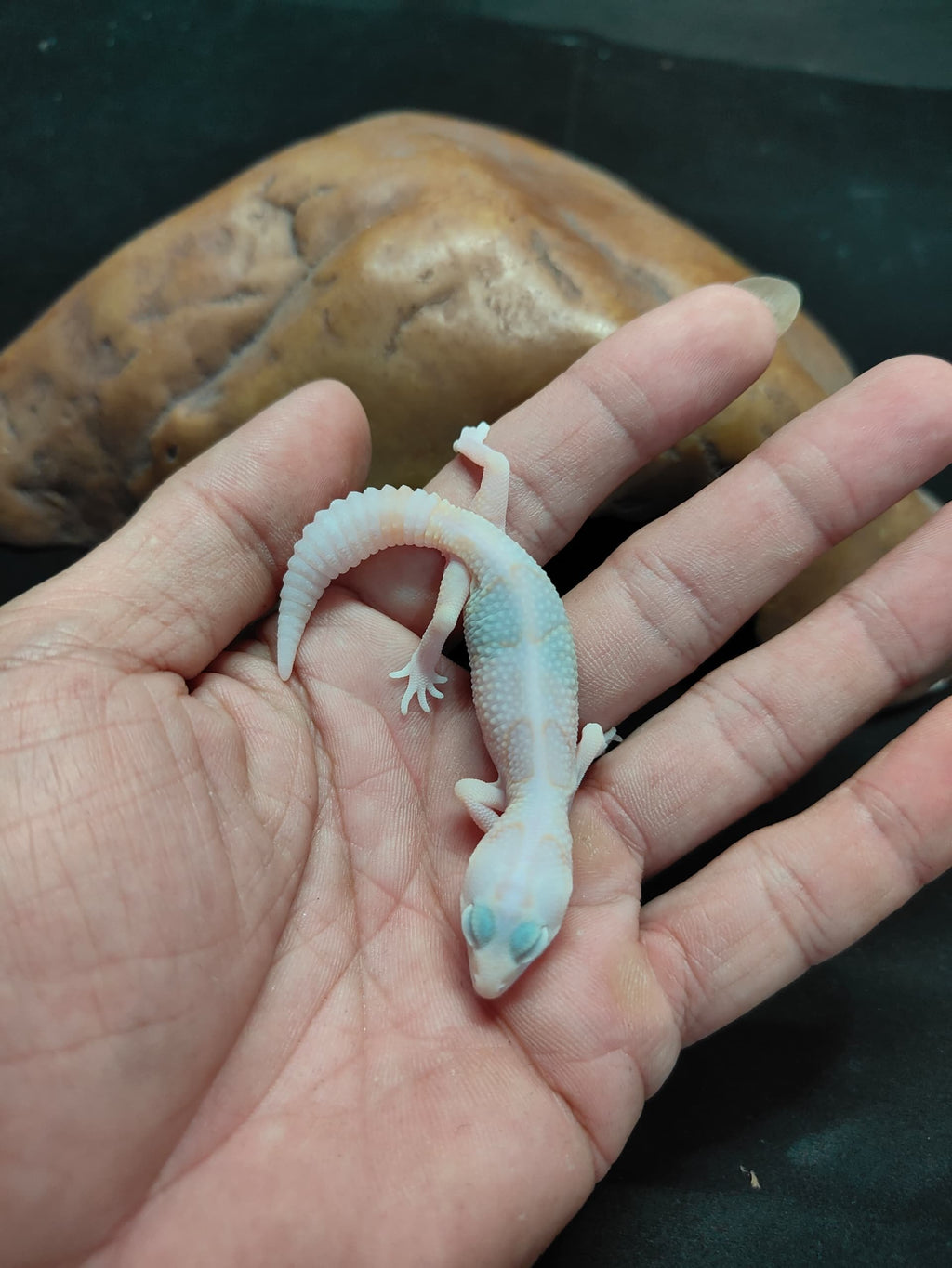 African Fat-Tailed Gecko
