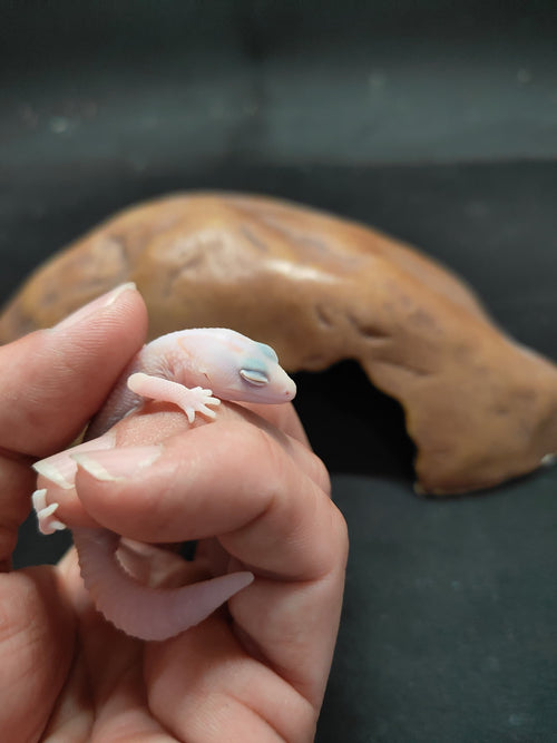 African Fat-Tailed Gecko