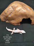African Fat-Tailed Gecko