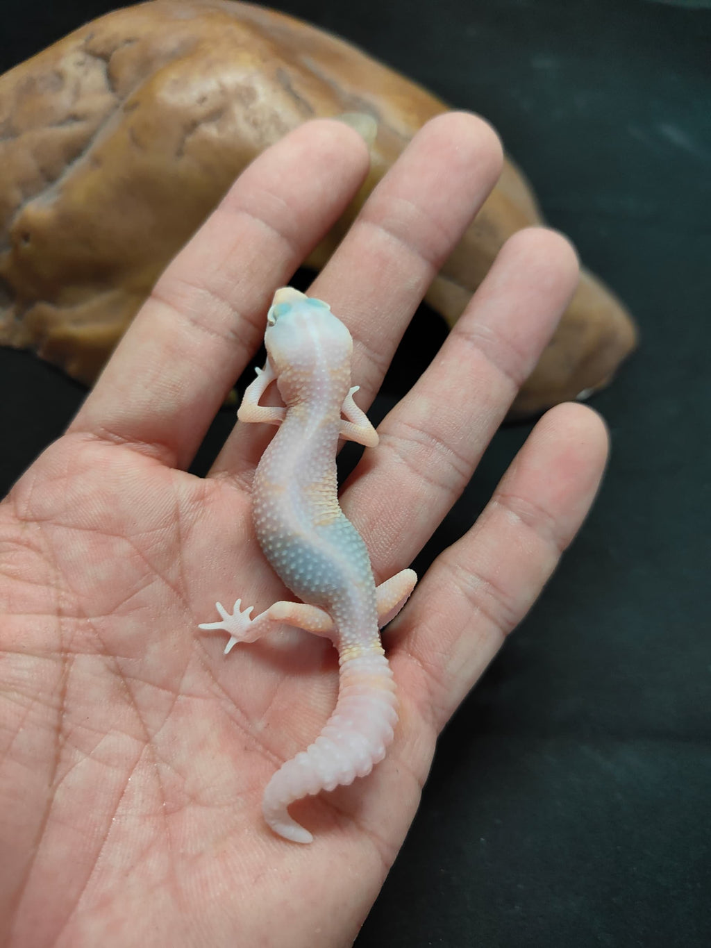 African Fat-Tailed Gecko