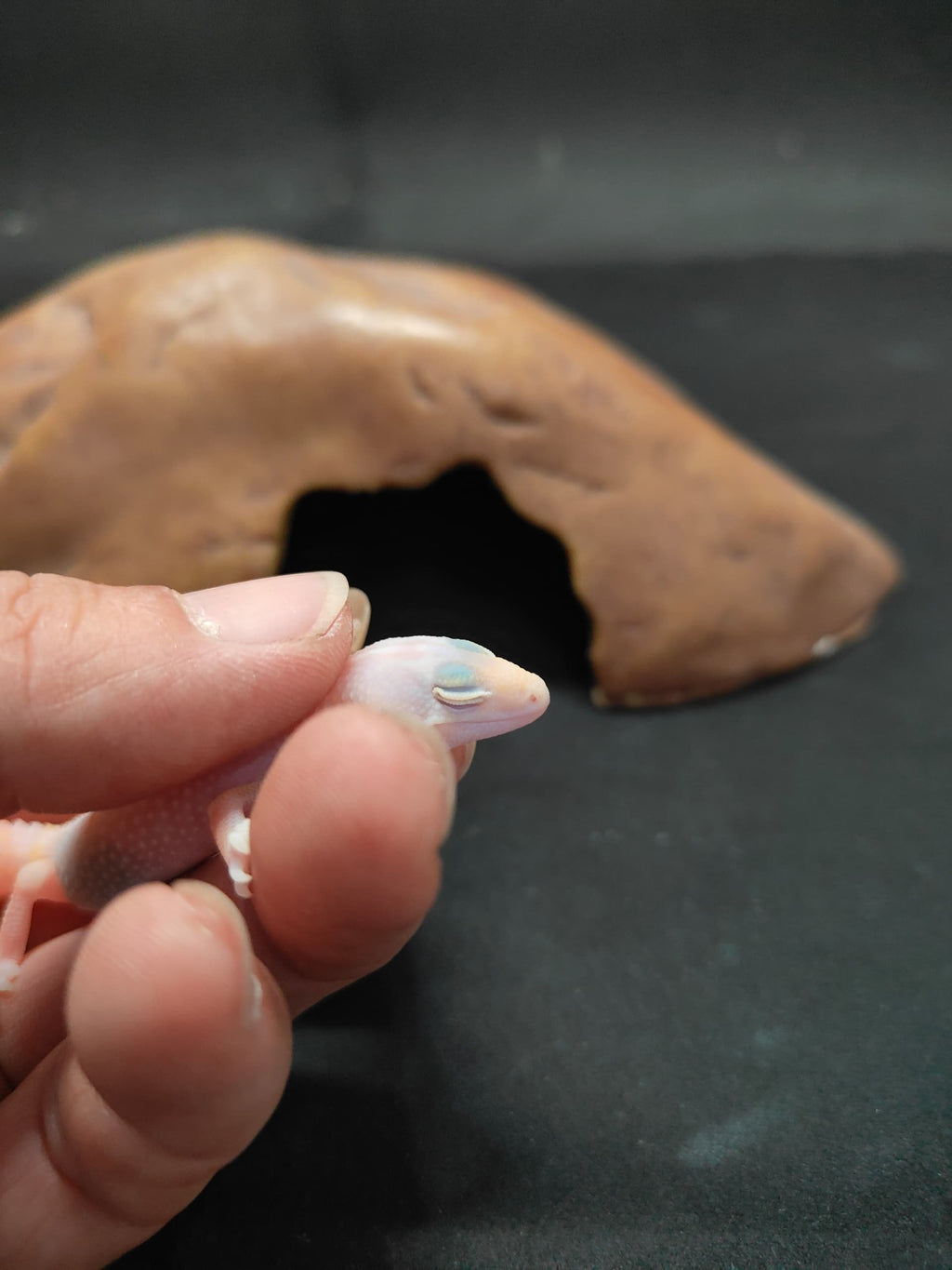 African Fat-Tailed Gecko