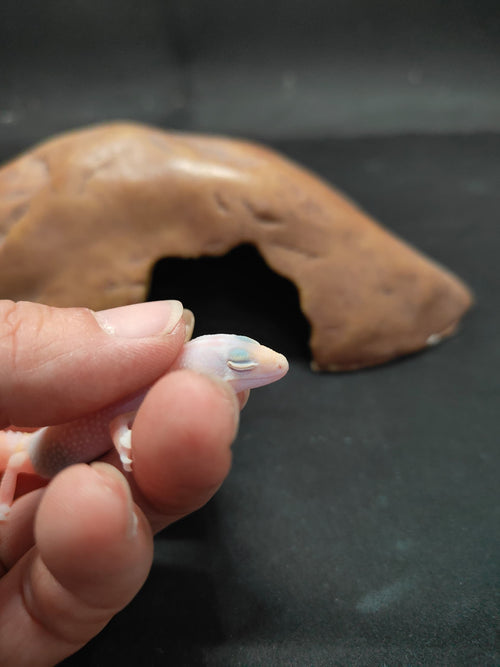 African Fat-Tailed Gecko