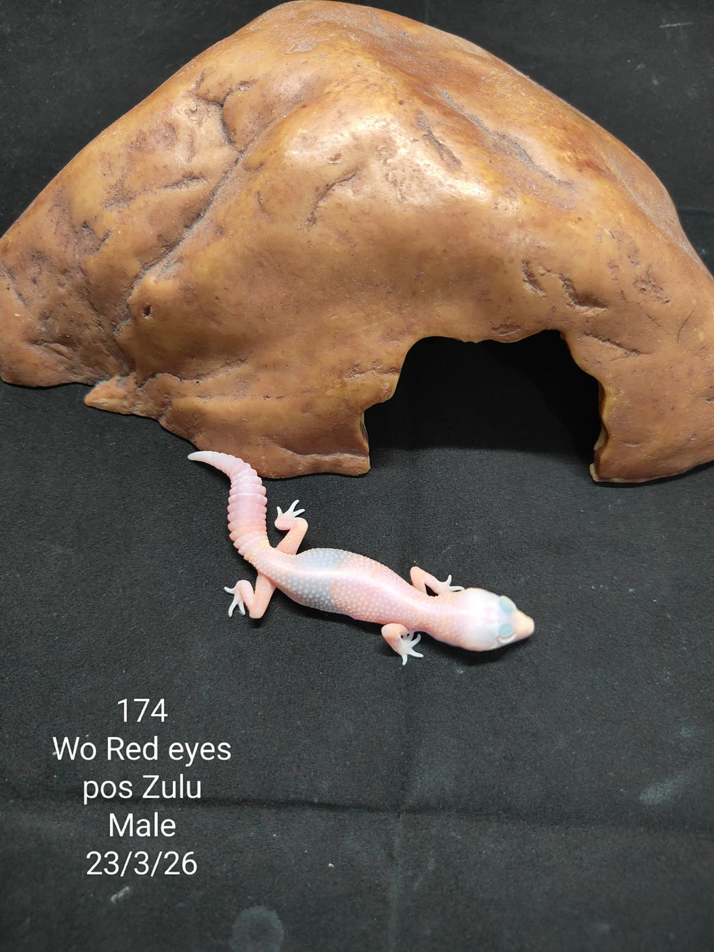 African Fat-Tailed Gecko